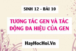 Tương tác gen là gì? Tương tác gen bổ sung, Tương tác gen cộng gộp và tác dụng đa hiệu của gen - Sinh 12 bài 10